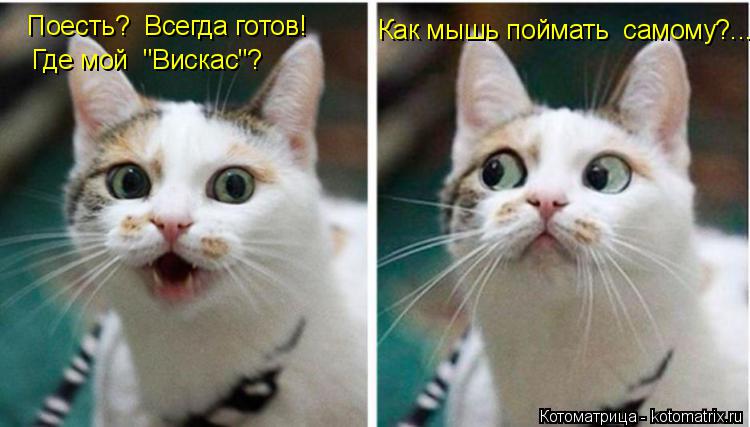 Котоматрица: Поесть?  Всегда готов! Где мой  "Вискас"? Как мышь поймать  самому?...