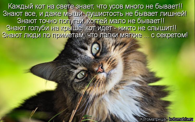 Котоматрица: Каждый кот на свете знает, что усов много не бывает!! Знают все, и даже мыши, пушистость не бывает лишней! Знают точно попугаи, когтей мало не 