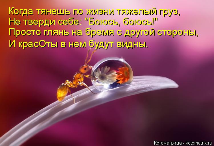 Котоматрица: Когда тянешь по жизни тяжелый груз, Не тверди себе: "Боюсь, боюсь!" Просто глянь на бремя с другой стороны, И красОты в нем будут видны.