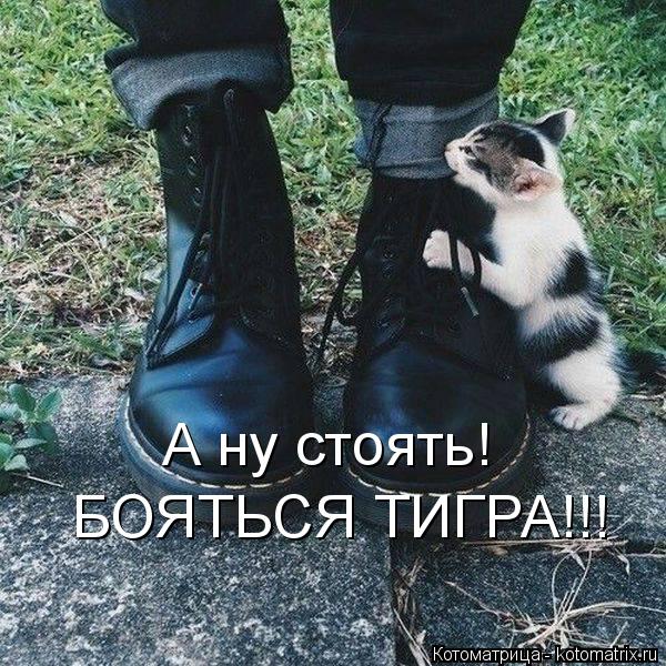 Котоматрица: А ну стоять!  БОЯТЬСЯ ТИГРА!!!