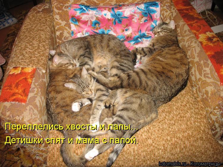Переплелись хвосты и лапы... Детишки спят и мама с папой.... Котоматрица: Переплелись хвосты и лапы... Детишки спят и мама с папой.