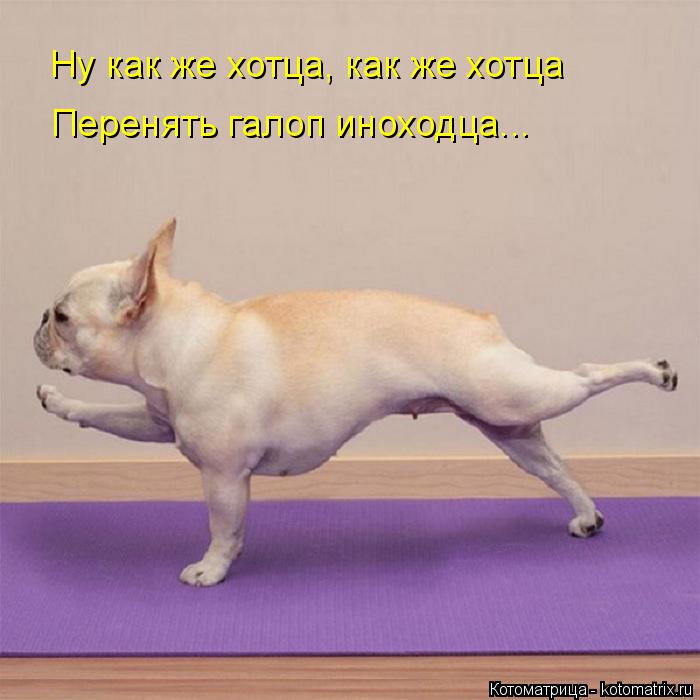 Котоматрица: Ну как же хотца, как же хотца Перенять галоп иноходца...