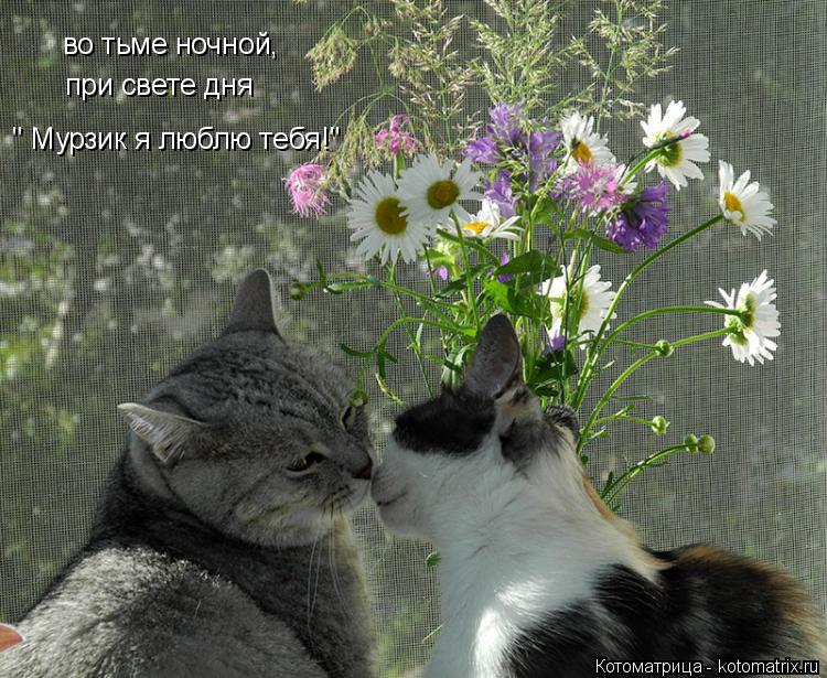 Котоматрица: во тьме ночной, при свете дня " Мурзик я люблю тебя!"