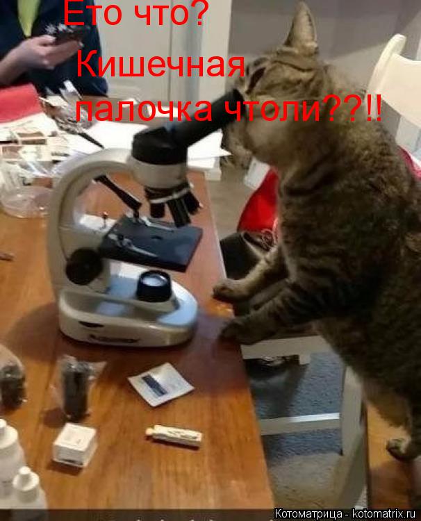 Котоматрица: Ето что?  Кишечная палочка чтоли??!!