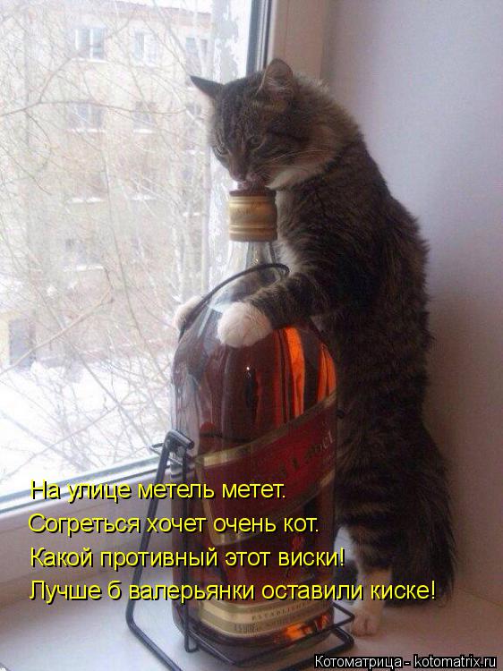Котоматрица: На улице метель метет. Согреться хочет очень кот. Какой противный этот виски! Лучше б валерьянки оставили киске!