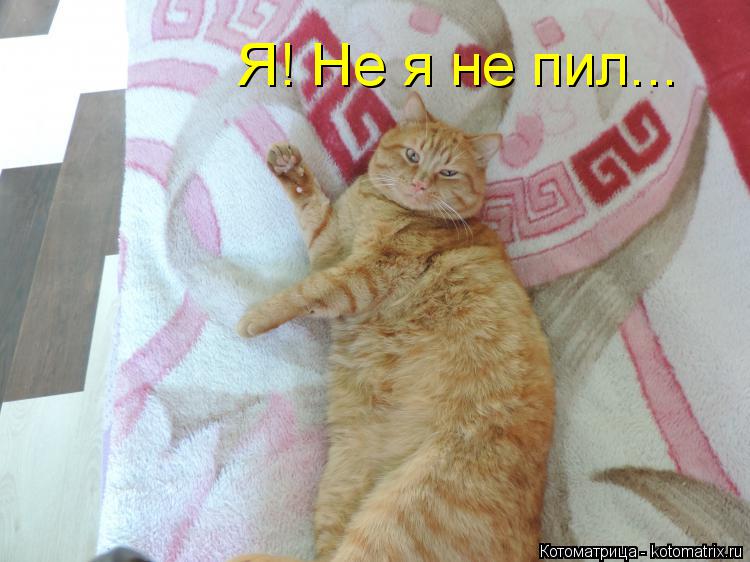 Котоматрица: Я! Не я не пил...