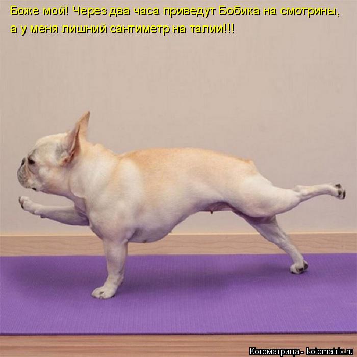 Котоматрица: Боже мой! Через два часа приведут Бобика на смотрины, а у меня лишний сантиметр на талии!!!