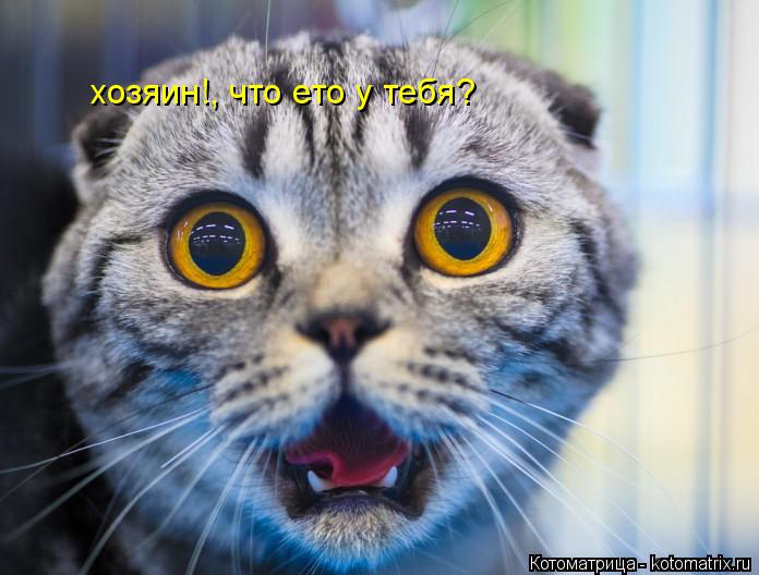 Котоматрица: хозяин!, что ето у тебя?