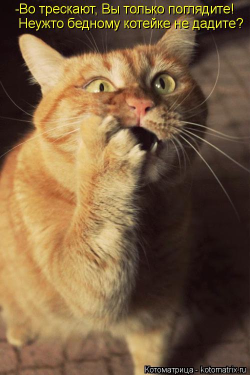 Котоматрица: -Во трескают, Вы только поглядите! Неужто бедному котейке не дадите?