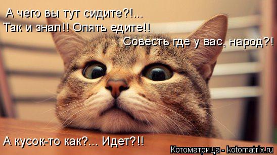 Котоматрица: А чего вы тут сидите?!... Так и знал!! Опять едите!! Совесть где у вас, народ?! А кусок-то как?... Идет?!!