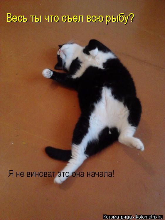 Котоматрица: Весь ты что съел всю рыбу? Я не виноват это она начала!