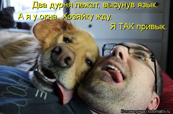 Котоматрица: Два дурня лежат, высунув язык. А я у окна. Хозяйку жду. Я ТАК привык.