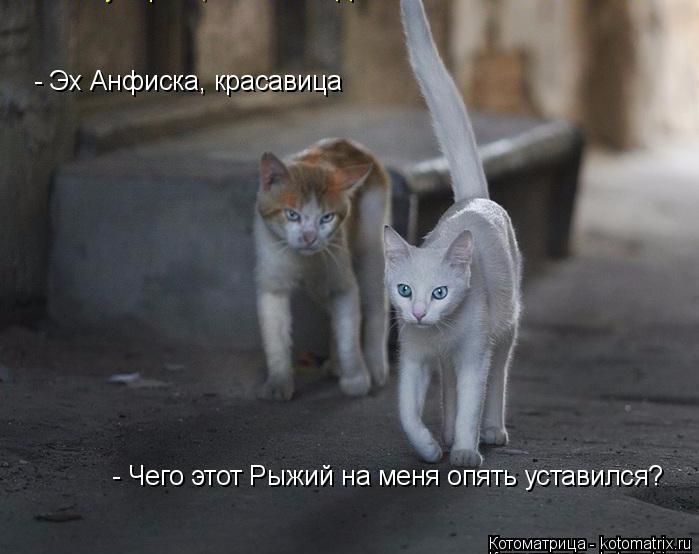 - Эх Анфиска, красавица - Чего этот Рыжий на меня опять уставился?... Котоматрица: - Эх Анфиска, красавица - Чего этот Рыжий на меня опять уставился?