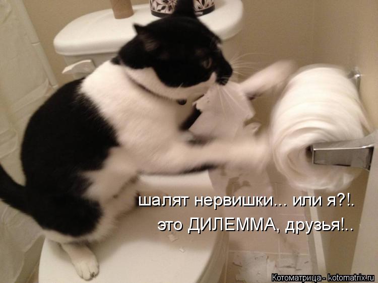 шалят нервишки... или я?!. это ДИЛЕММА, друзья!..... Котоматрица: шалят нервишки... или я?!. это ДИЛЕММА, друзья!..