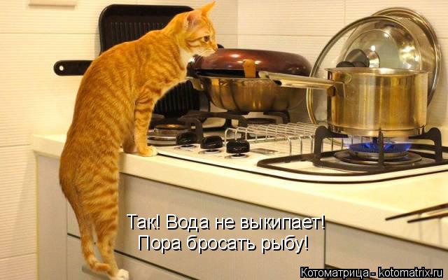 Так! Вода не выкипает! Пора бросать рыбу!... Котоматрица: Так! Вода не выкипает! Пора бросать рыбу!