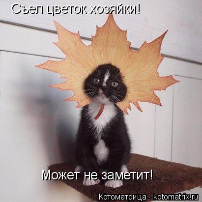 Съел цветок хозяйки! Может не заметит!... Котоматрица: Съел цветок хозяйки! Может не заметит!