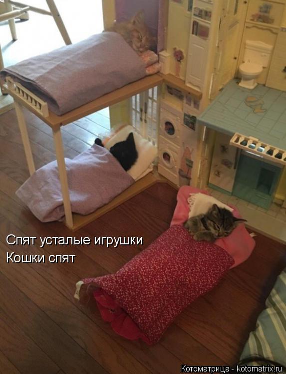 Спят усталые игрушки Кошки спят... Котоматрица: Спят усталые игрушки Кошки спят