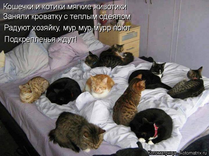 Кошечки и котики мягкие животики Заняли кроватку с теплым одеялом Радуют хозяйку, мур мур мурр поют П... Котоматрица: Кошечки и котики мягкие животики Заняли кроватку с теплым одеялом Радуют хозяйку, мур мур мурр поют Подкрепленья ждут!