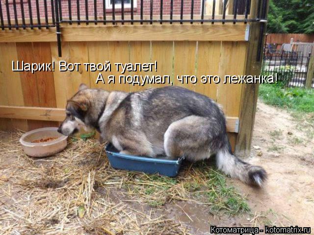 Котоматрица: Шарик! Вот твой туалет! А я подумал, что это лежанка!