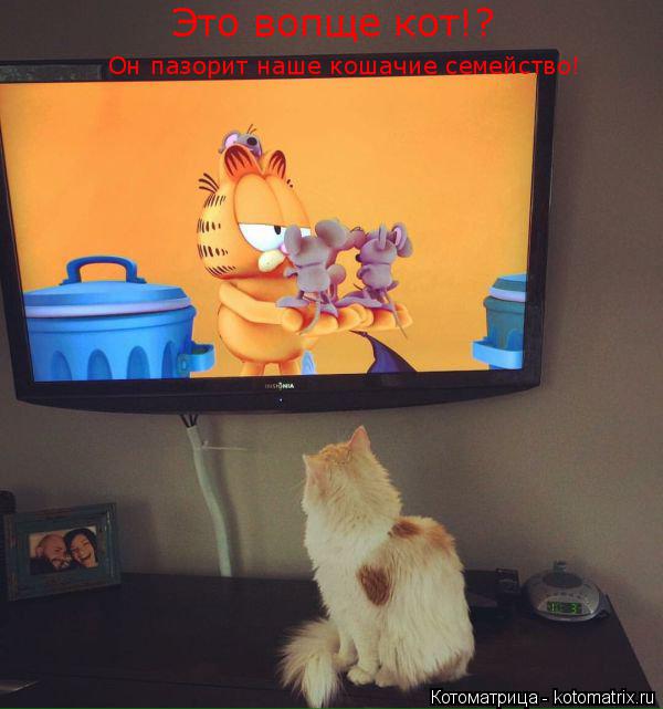 Это вопще кот!? Он пазорит наше кошачие семейство!... Котоматрица: Это вопще кот!? Он пазорит наше кошачие семейство!