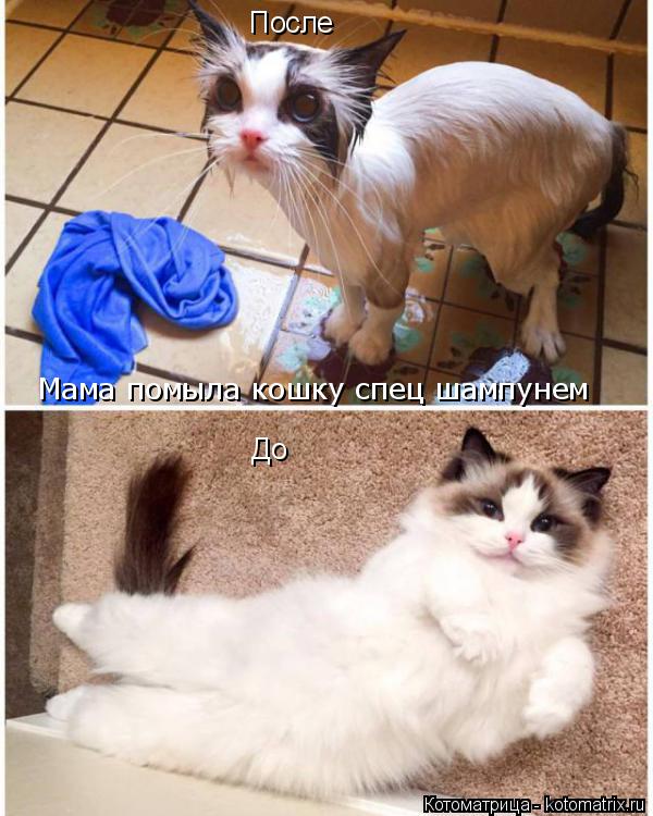 До После Мама помыла кошку спец шампунем... Котоматрица: До После Мама помыла кошку спец шампунем