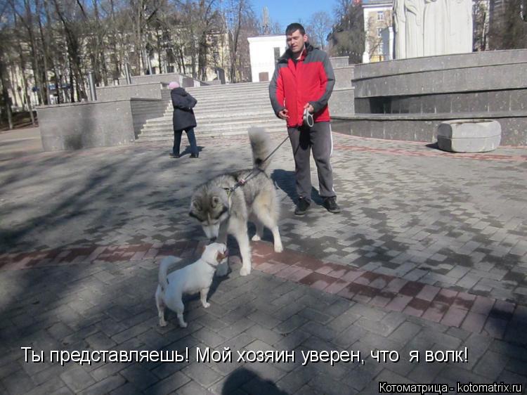 Ты представляешь! Мой хозяин уверен, что я волк!... Котоматрица: Ты представляешь! Мой хозяин уверен, что я волк!