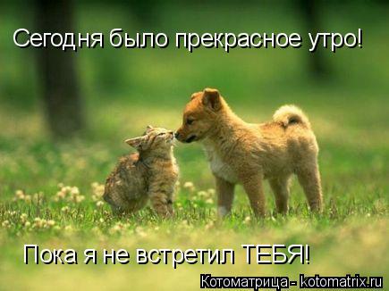 Котоматрица: Сегодня было прекрасное утро! Пока я не встретил ТЕБЯ!