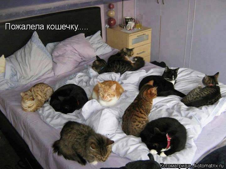 Котоматрица: Пожалела кошечку.....