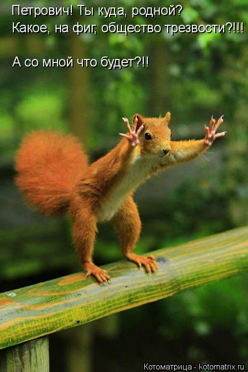 Петрович! Ты куда, родной? Какое, на фиг, общество трезвости?!!! А со мной что будет?!!... Котоматрица: Петрович! Ты куда, родной? Какое, на фиг, общество трезвости?!!! А со мной что будет?!!