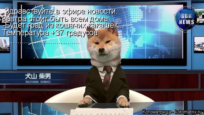 Здравствуйте,в эфире новости. Завтра стоит быть всем дома. Температура +37 градусов -Будет град из к... Котоматрица: Здравствуйте,в эфире новости. Завтра стоит быть всем дома. Температура +37 градусов -Будет град из кошачих какашек... .................................