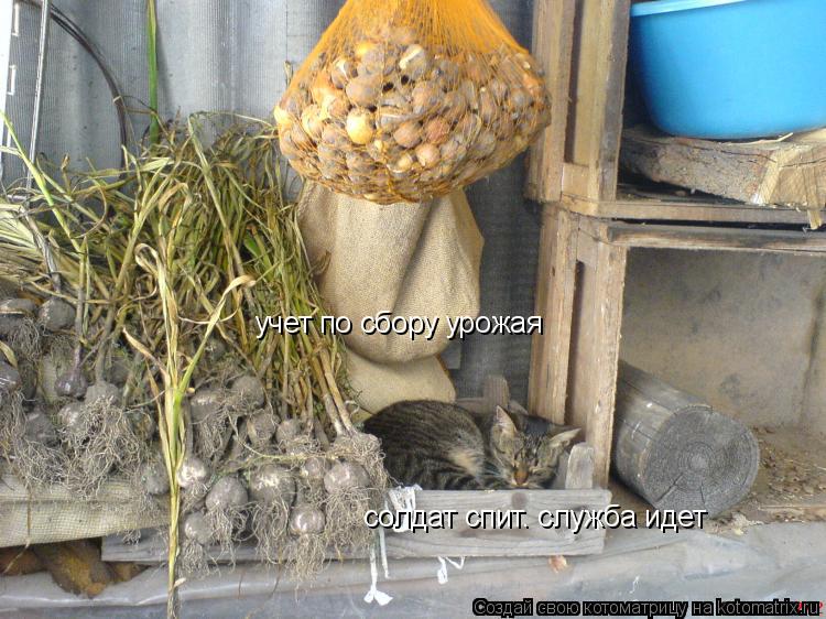 учет по сбору урожая солдат спит. служба идет... Котоматрица: учет по сбору урожая солдат спит. служба идет