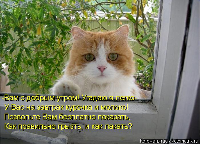 Котоматрица: -Вам с добрым утром! Угадаю я легко-  У Вас на завтрак курочка и молоко! Позвольте Вам бесплатно показать, Как правильно грызть, и как лакать?