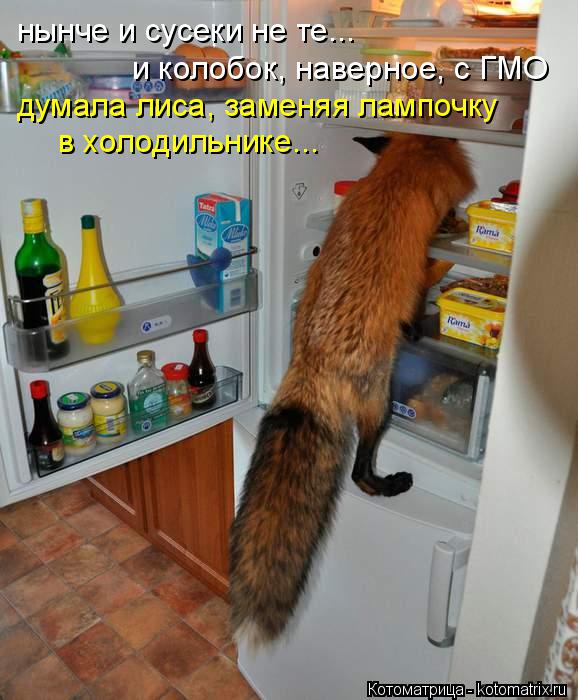 нынче и сусеки не те... и колобок, наверное, с ГМО в холодильнике... думала лиса, заменяя лампочку... Котоматрица: нынче и сусеки не те... и колобок, наверное, с ГМО в холодильнике... думала лиса, заменяя лампочку