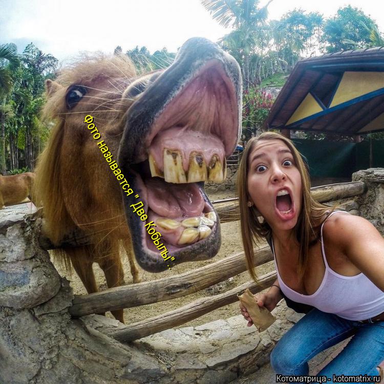 Фото называется " Две Кобылы".. Фото называется " Две Кобылы".. Фото называется " Две Кобылы"..... Котоматрица: Фото называется " Две Кобылы".. Фото называется " Две Кобылы".. Фото называется " Две Кобылы"..