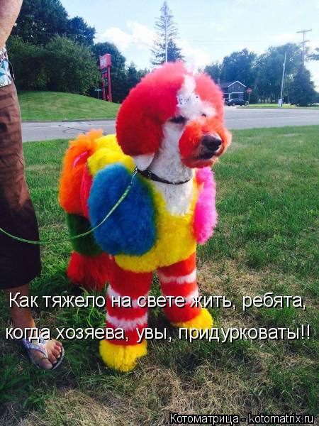 Как тяжело на свете жить, ребята, когда хозяева, увы, придурковаты!!... Котоматрица: Как тяжело на свете жить, ребята, когда хозяева, увы, придурковаты!!