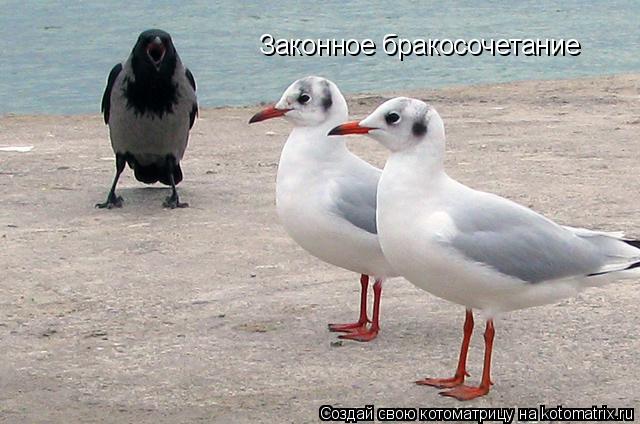 Законное бракосочетание... Котоматрица: Законное бракосочетание