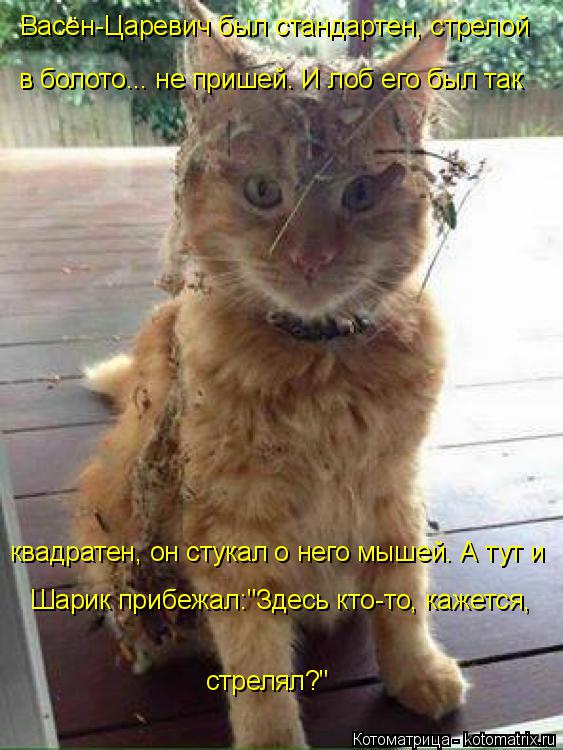 Васён-Царевич был стандартен, стрелой в болото... не пришей. И лоб его был так квадратен, он стукал о... Котоматрица: Васён-Царевич был стандартен, стрелой в болото... не пришей. И лоб его был так квадратен, он стукал о него мышей. А тут и стрелял?" Шарик прибеж