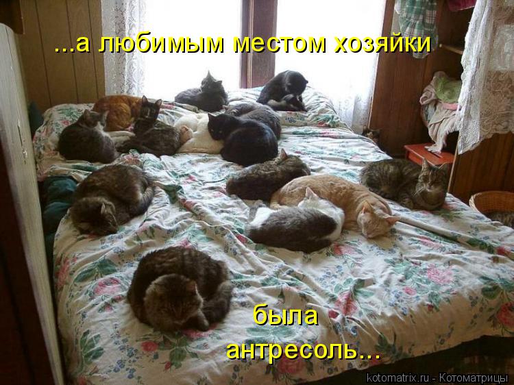 ...а любимым местом хозяйки была антресоль...... Котоматрица: ...а любимым местом хозяйки была антресоль...