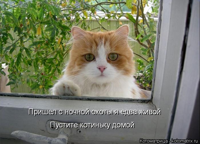 Пришел с ночной охоты я едва живой Пустите котиньку домой... Котоматрица: Пришел с ночной охоты я едва живой Пустите котиньку домой