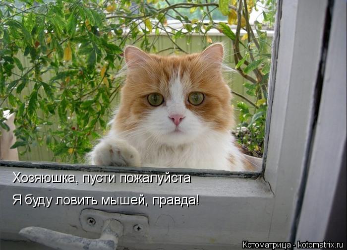 Хозяюшка, пусти пожалуйста Я буду ловить мышей, правда!... Котоматрица: Хозяюшка, пусти пожалуйста Я буду ловить мышей, правда!