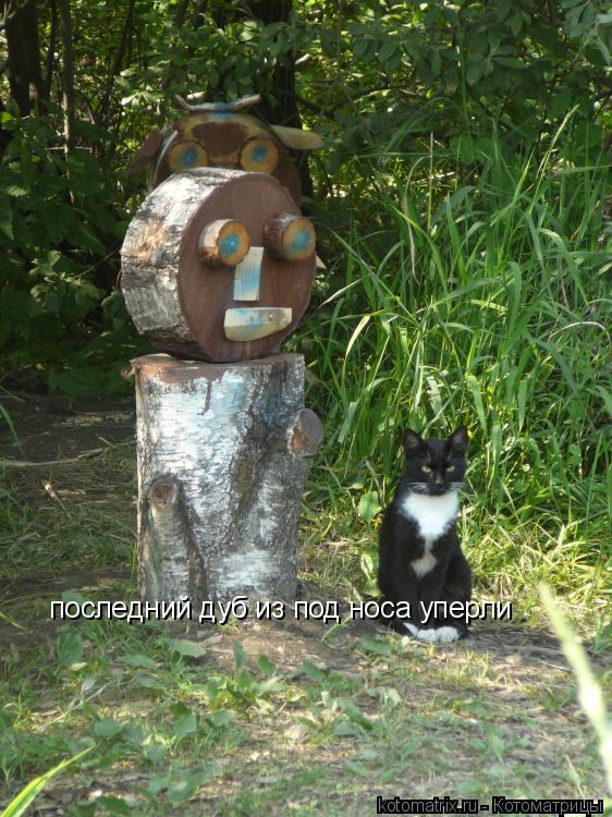 последний дуб из под носа уперли... Котоматрица: последний дуб из под носа уперли