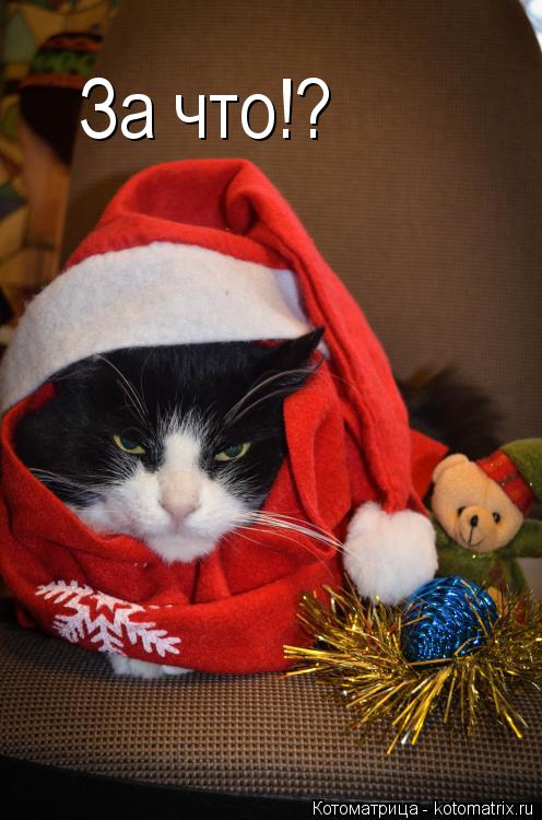 Котоматрица: За что!?