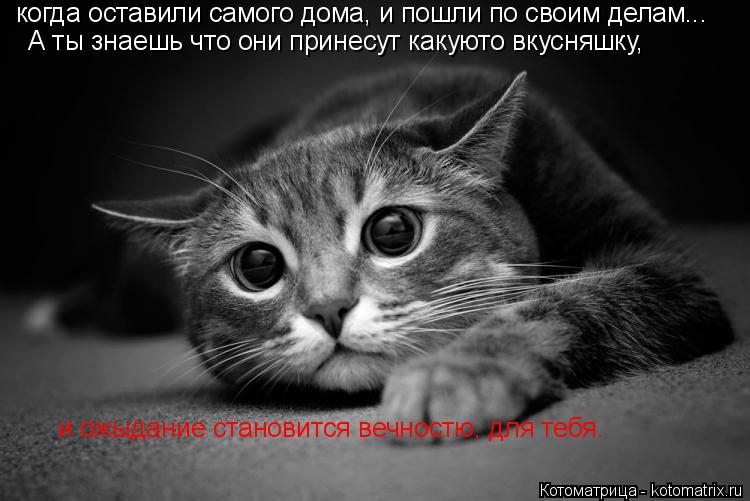 Котоматрица: когда оставили самого дома, и пошли по своим делам... А ты знаешь что они принесут какуюто вкусняшку, и ожыдание становится вечностю, для теб
