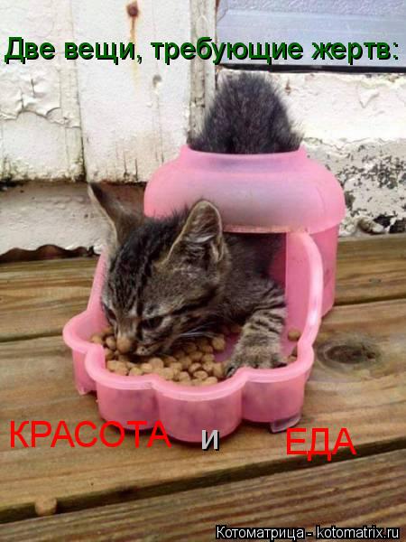 Котоматрица: Две вещи, требующие жертв: КРАСОТА и ЕДА