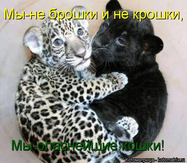 Котоматрица: Мы-не брошки и не крошки, Мы-опаснейшие кошки!