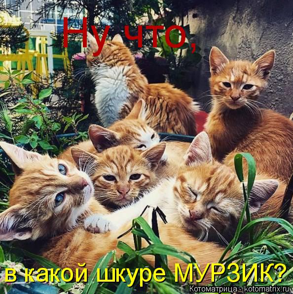 Котоматрица: Ну что, в какой шкуре МУРЗИК?