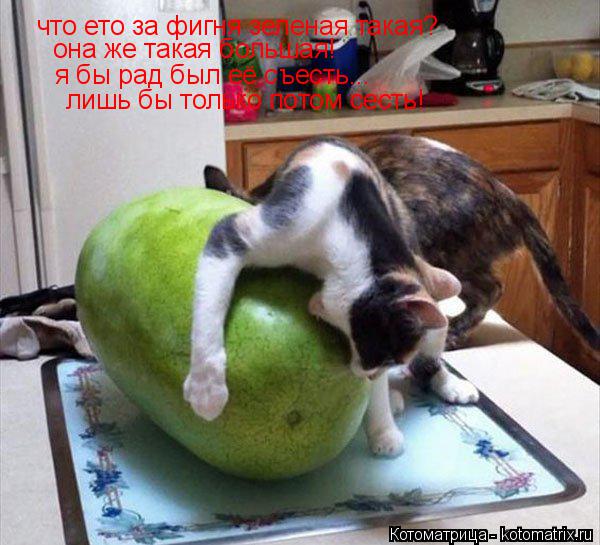 Котоматрица: что ето за фигня зеленая такая? она же такая большая! я бы рад был её съесть... лишь бы только потом сесть!