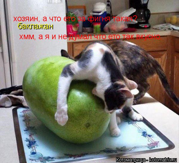 Котоматрица: хозяин, а что ето за фигня такая? баклажан хмм, а я и не думал что ето так вкусно.