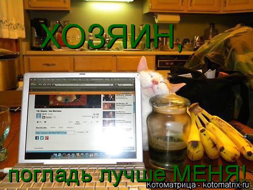 Котоматрица: ХОЗЯИН, погладь лучше МЕНЯ!