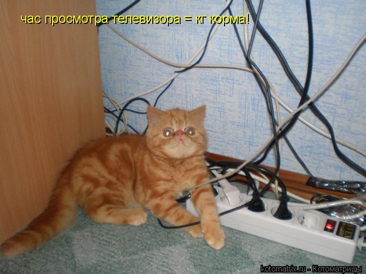 Котоматрица: час просмотра телевизора = кг корма!